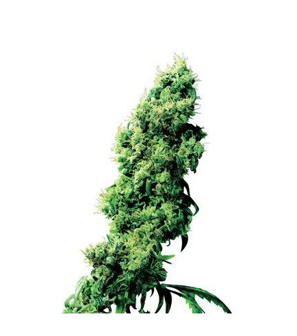 Four-Way (Sensi Seeds)