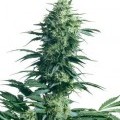 Mother's Finest (Sensi Seeds)