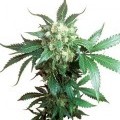 Black Domina (Sensi Seeds)