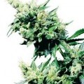 Hash Plant (Sensi Seeds)