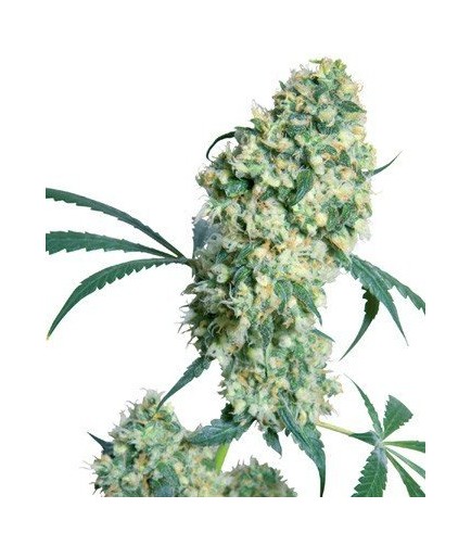 Ed Rosenthal Super Bud (Sensi Seeds)