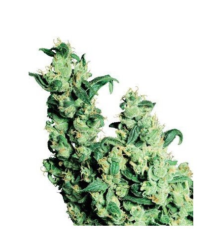 Jack Herer - Strain Information - CannaConnection