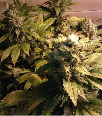 Acid (Paradise Seeds)