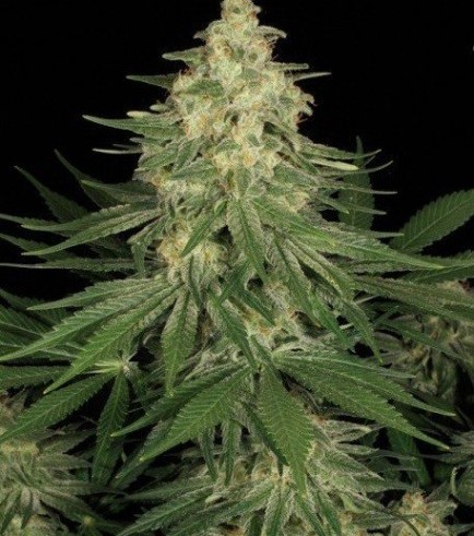 Allkush (Paradise Seeds)