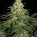 Allkush (Paradise Seeds)