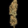 Allkush (Paradise Seeds)