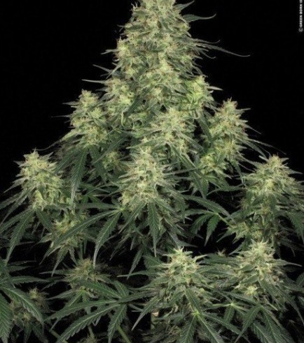 Atomical Haze (Paradise Seeds)