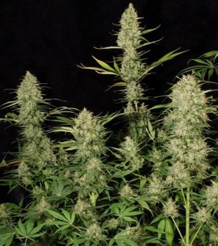 Delahaze (Paradise Seeds)