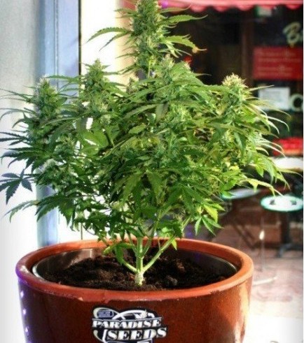 Auto Acid (Paradise Seeds)