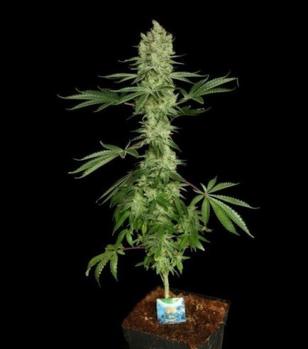 Ice Cream (Paradise Seeds)