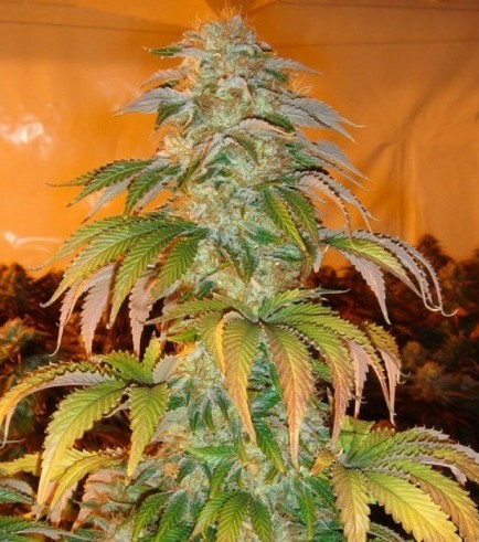 Spoetnik 1 (Paradise Seeds)