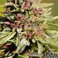 Sweet Purple (Paradise Seeds)