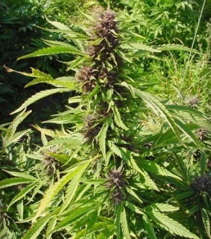 Sweet Purple (Paradise Seeds)