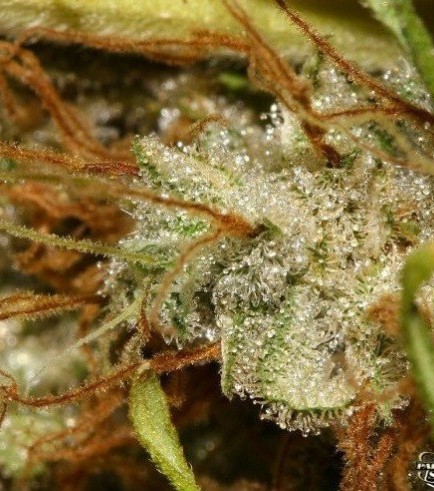 White Berry (Paradise Seeds)