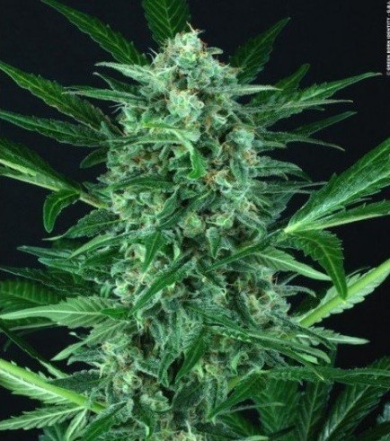 Auto Wappa (Paradise Seeds)