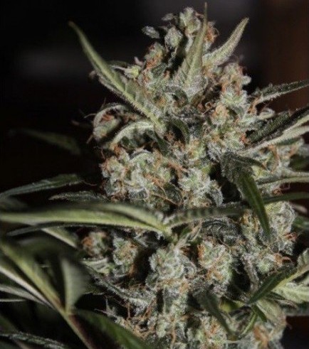 Auto Whiteberry (Paradise Seeds)