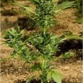 Automaria II (Paradise Seeds)