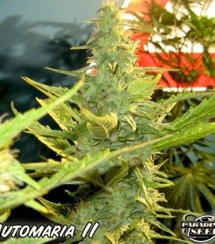 Automaria II (Paradise Seeds)