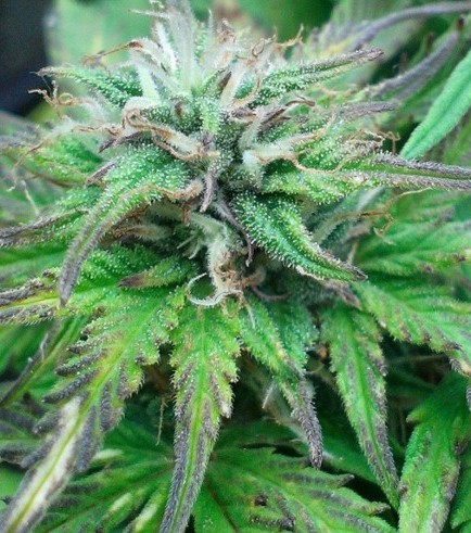 Blue Mammoth Auto (Barney's Farm)