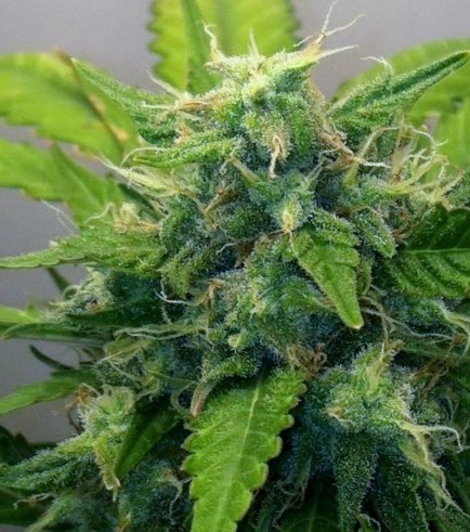 Blue Mammoth Auto (Barney's Farm)