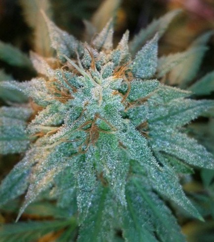 Chronic Thunder (Barney's Farm)