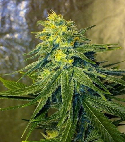 Chronic Thunder (Barney's Farm)