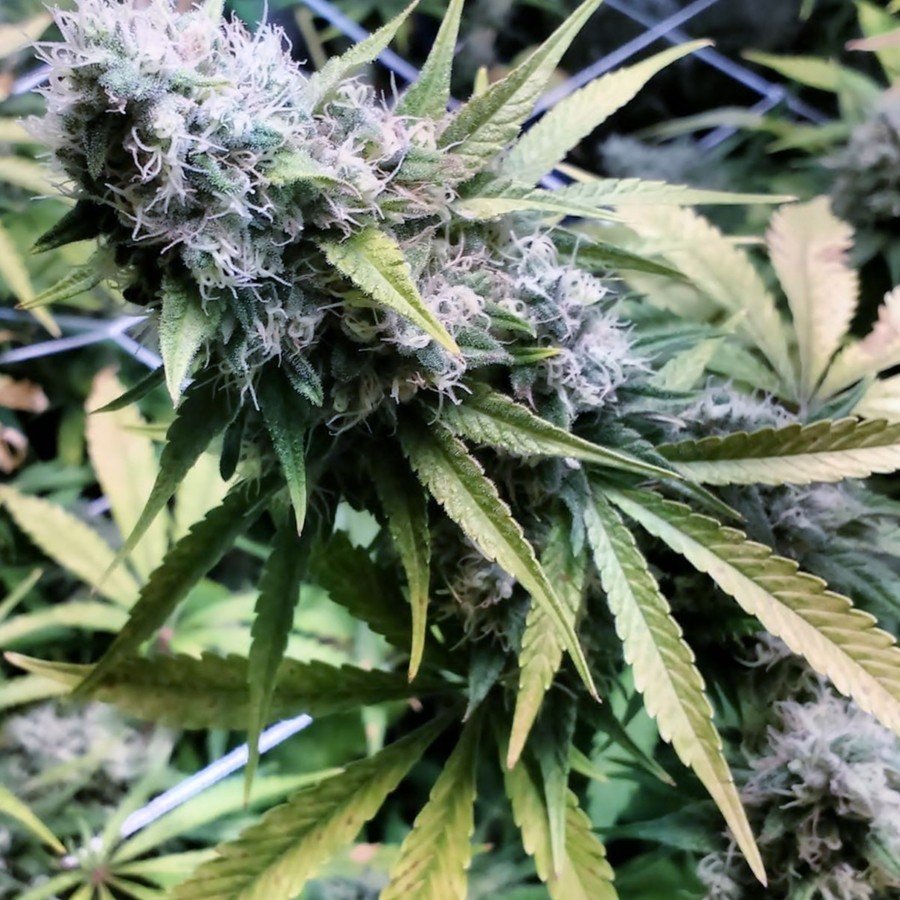 Critical Kush Cannabis Strain Information