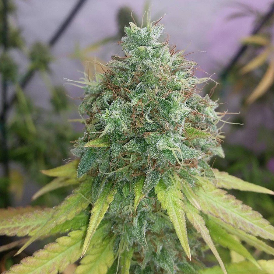 G13 Haze - Information - CannaConnection