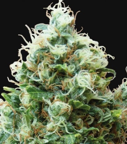 Phatt Fruity (Barney's Farm)