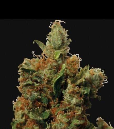 Red Diesel (Barney's Farm)