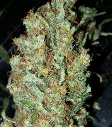 Red Dragon (Barney's Farm)