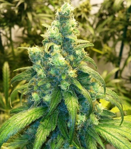 Red Dragon (Barney's Farm)