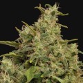 Sweet Tooth (Barney's Farm)