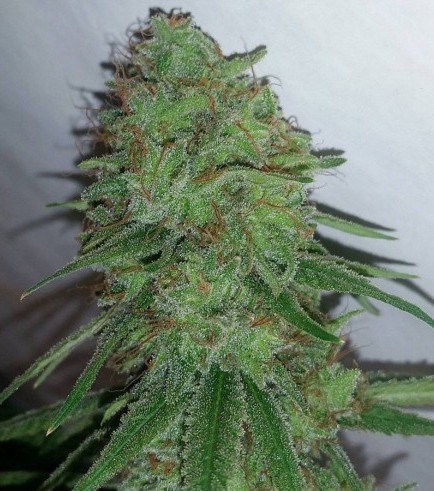 Tangerine Dream (Barney's Farm)