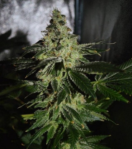 Violator Kush (Barney's Farm)