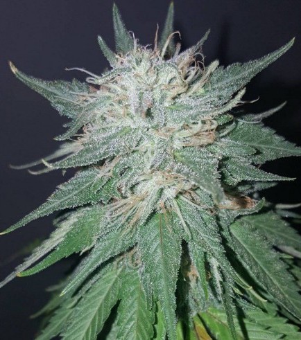 Violator Kush (Barney's Farm)