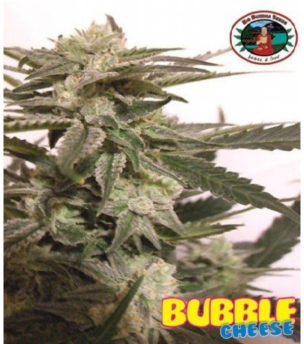 Bubble Cheese (Big Buddha Seeds)