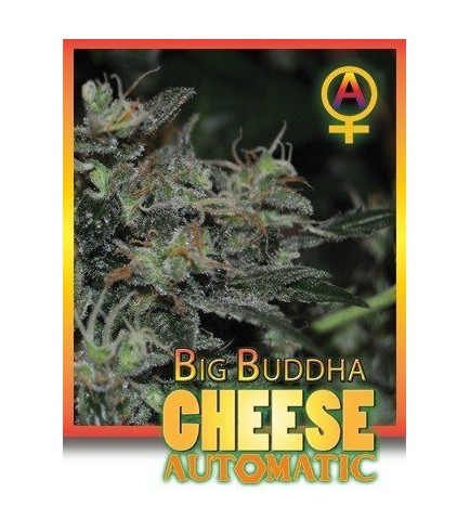 Big Buddha Cheese Automatic (Big Buddha Seeds)