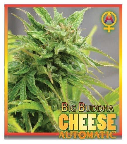 Big Buddha Cheese Automatic (Big Buddha Seeds)