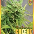 Big Buddha Cheese Automatic (Big Buddha Seeds)