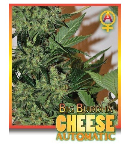 Big Buddha Cheese Automatic (Big Buddha Seeds)