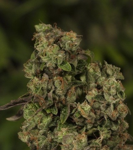 OG Reekn (Devil’s Harvest Seeds)