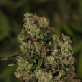 OG Reekn (Devil’s Harvest Seeds)