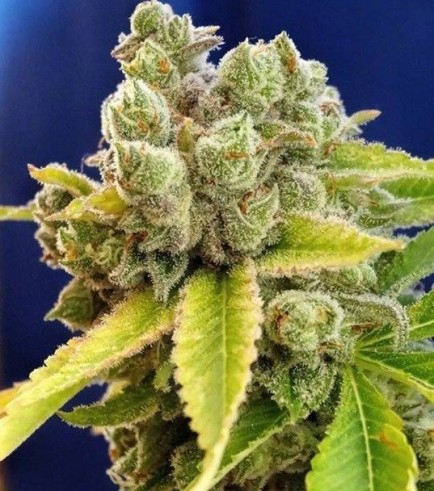 Casey Jones (Devil's Harvest Seeds)