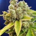 Casey Jones (Devil's Harvest Seeds)