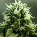 John Doe (Devil’s Harvest Seeds)