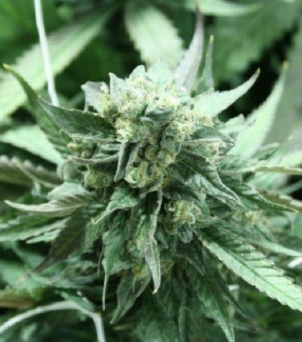 Khufu (Devil’s Harvest Seeds)