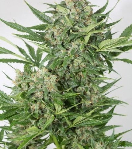 Amnesia XXL Autoflowering (Dinafem)