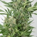 Amnesia XXL Autofloreciente (Dinafem)