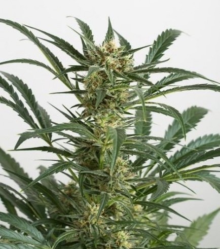 Amnesia XXL Autoflowering (Dinafem)